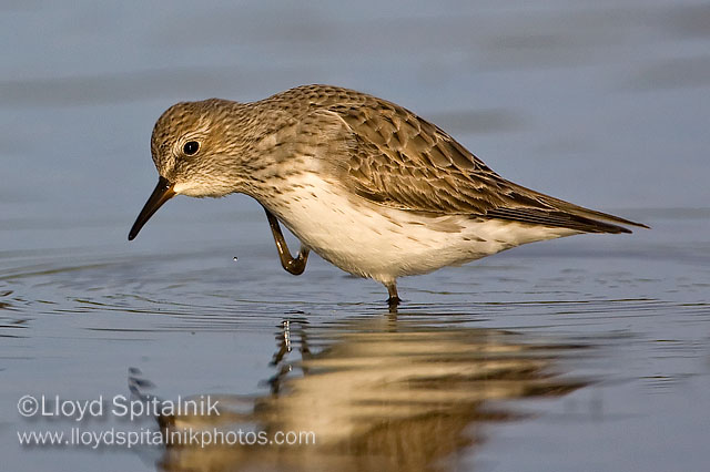 White-rumped Sandpiper