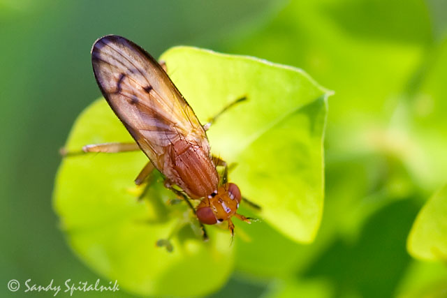 Marsh Fly