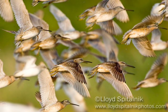 Short-billed Dowitcher