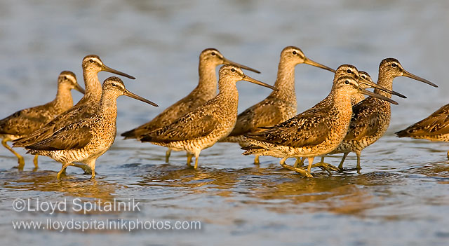 Short-billed Dowitcher