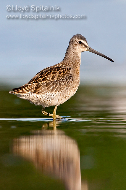 Short-billed Dowitcher