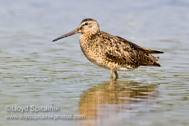 Short-billed Dowitcher