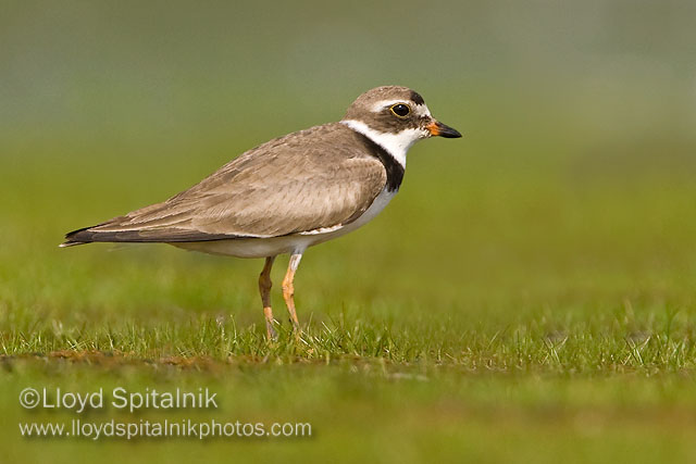 Semipalmated Plover