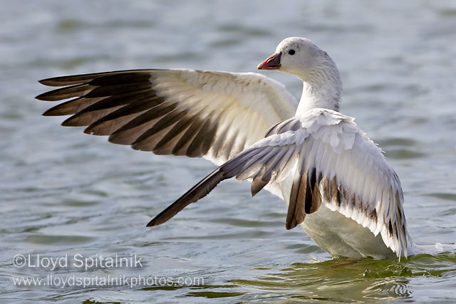 Rosss Goose
