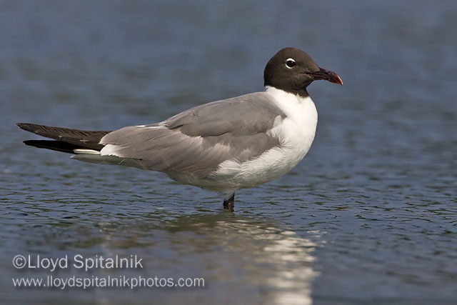 Laughing Gull