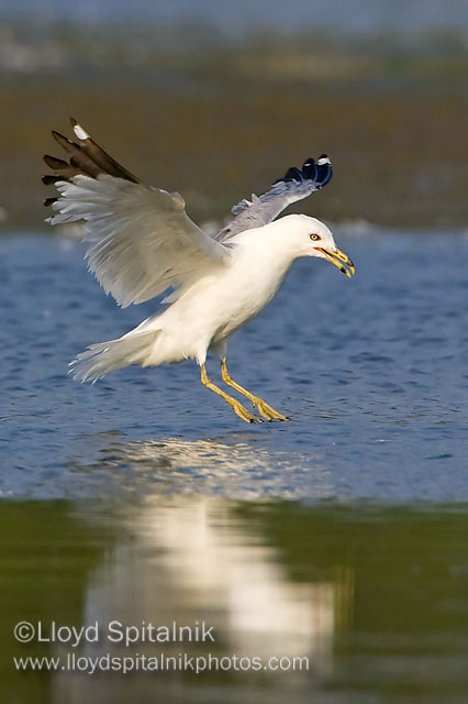 Ring-billed Gull