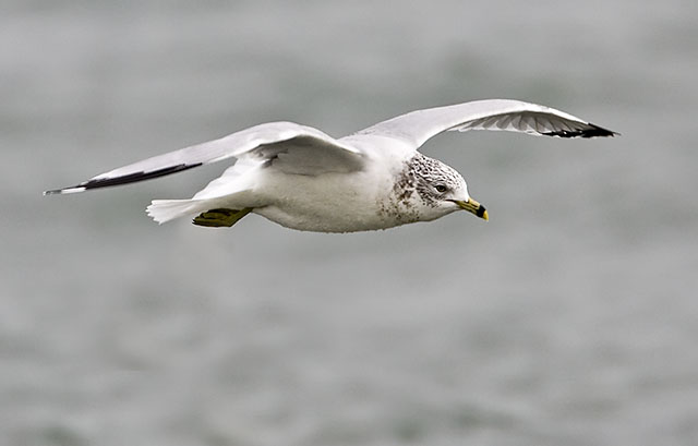 Ring-billed Gull