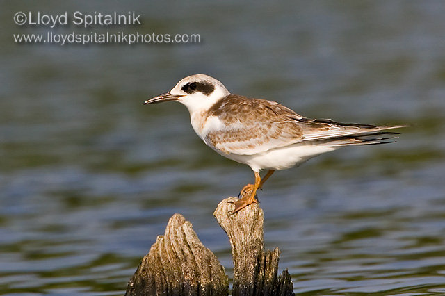 Forsters Tern (juvenile)