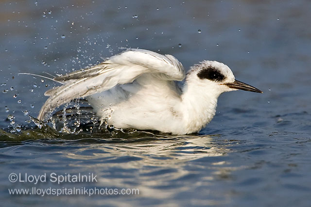 Forsters Tern