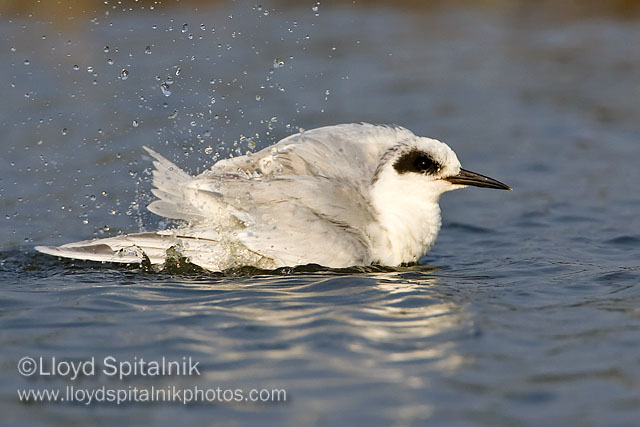 Forsters Tern