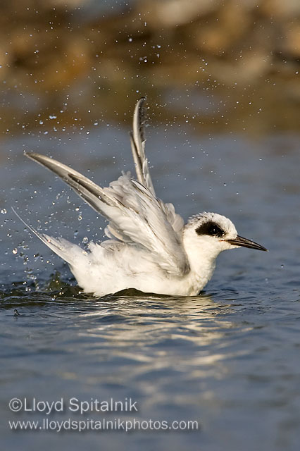 Forsters Tern