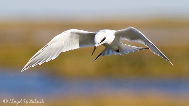 Forsters Tern