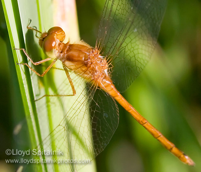 Autumn Meadowhawk