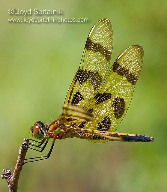 Halloween Pennant
