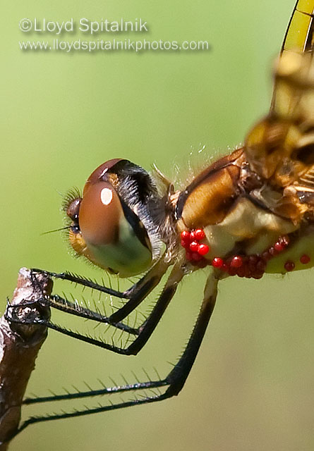 Halloween Pennant w/mites