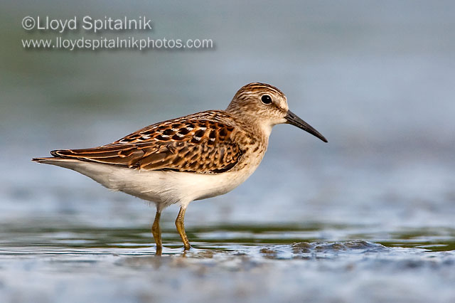 Least Sandpiper (juvenile)