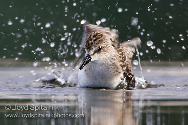 Semipalmated Sandpiper