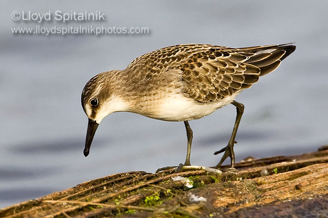 Semipalmated Sandpiper (juvenile)