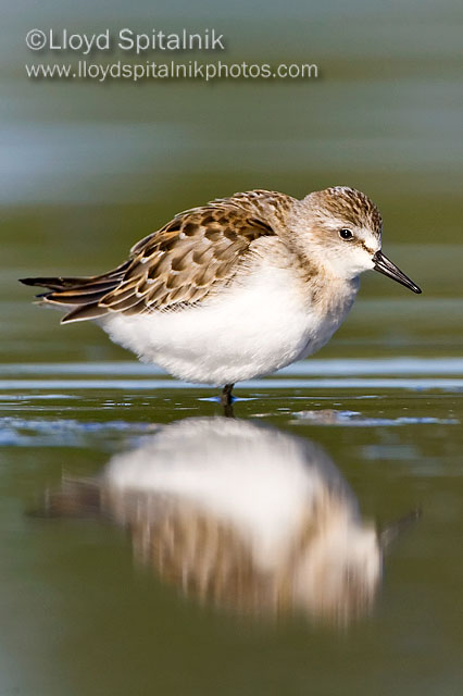 Semipalmated Sandpiper (juv)