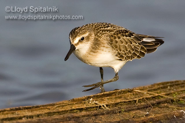 Semipalmated Sandpiper (juvenile)