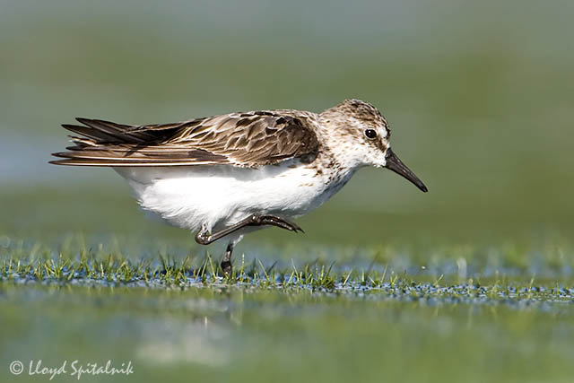 Semipalmated Sandpiper
