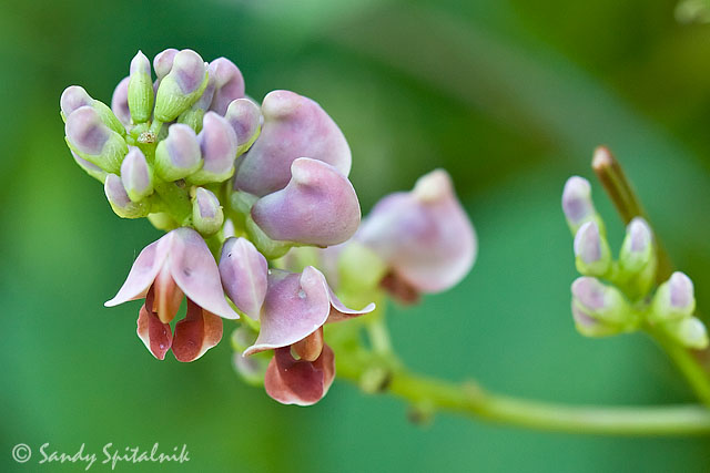 Groundnut (Wild Bean)