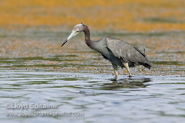 Little Blue Heron
