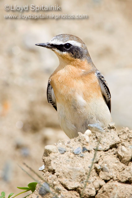 Northern Wheatear