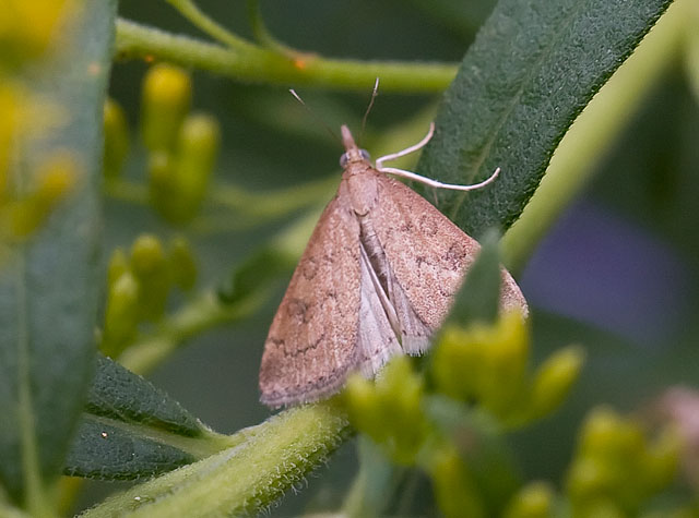 Celery Leaftier (Crambid Snout Moth)