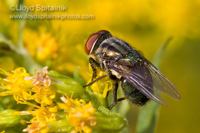 Secondary screwworm (Blow Fly)