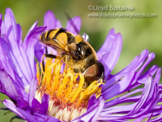 Transverse Flower Fly