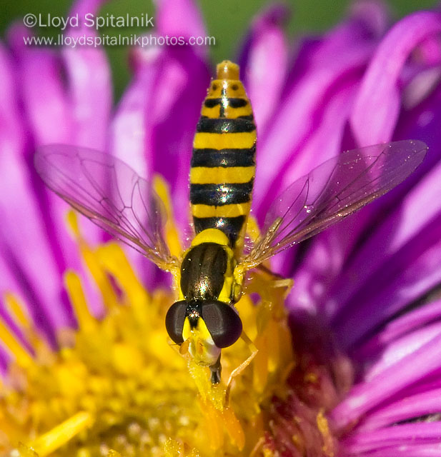 Syrphid Fly