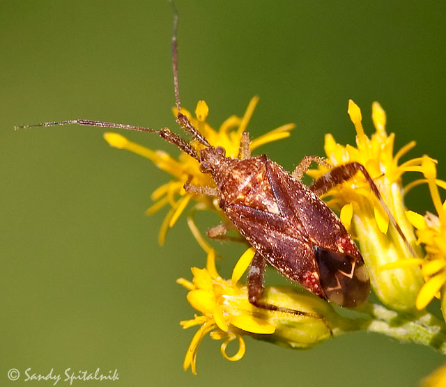 Plant Bug