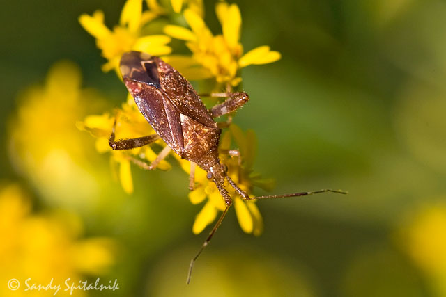 Plant Bug