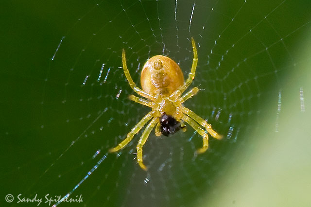 Orb Weaver (juvenile)