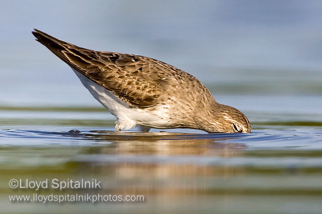 White-rumped Sandpiper