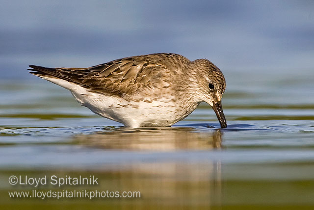 White-rumped Sandpiper