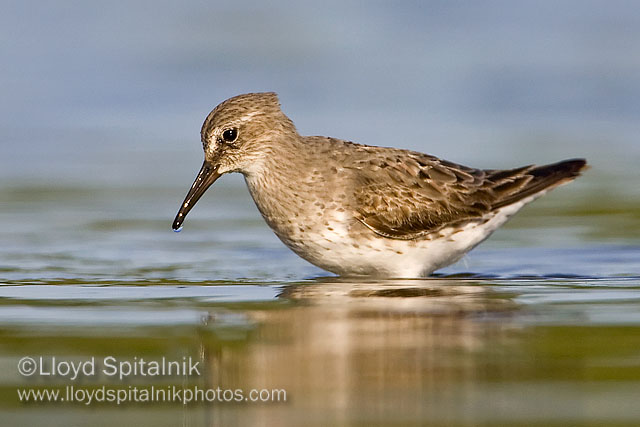 White-rumped Sandpiper