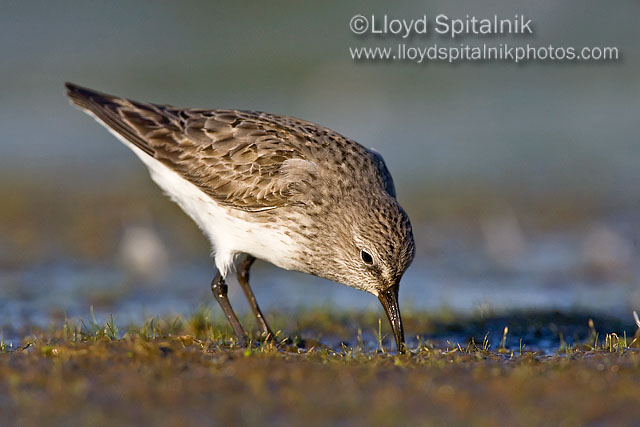White-rumped Sandpiper