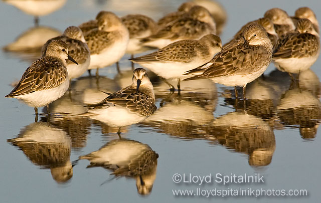 Semipalmated Sandpiper
