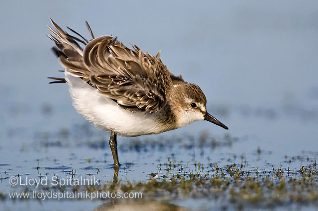 Semipalmated Sandpiper