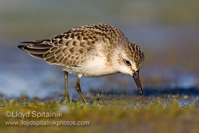 Semipalmated Sandpiper (juvenile)