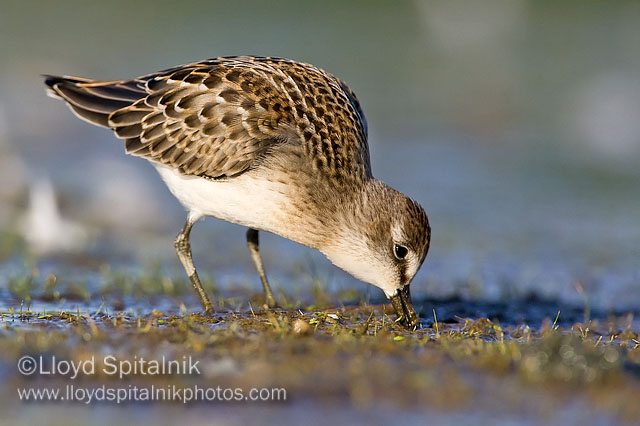 Semipalmated Sandpiper (juvenile)