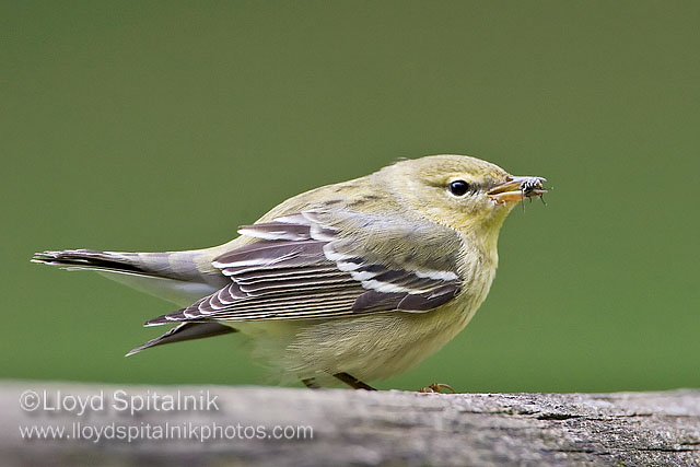 Blackpoll Warbler