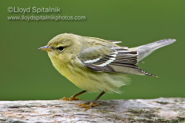 Blackpoll Warbler