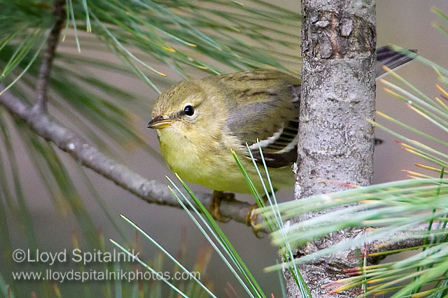 Blackpoll Warbler