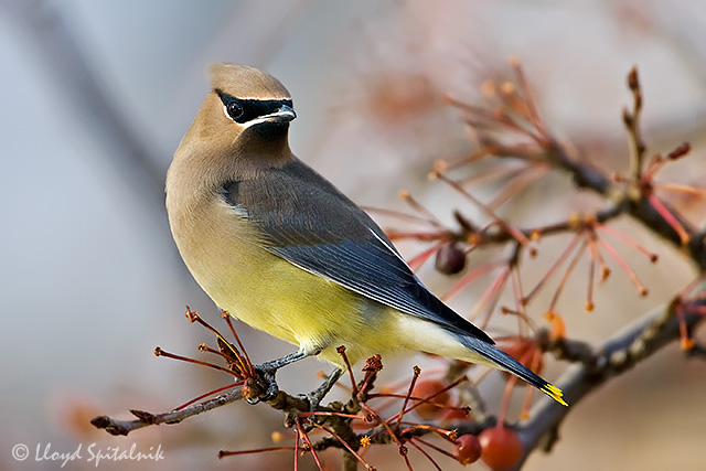 Cedar Waxwing