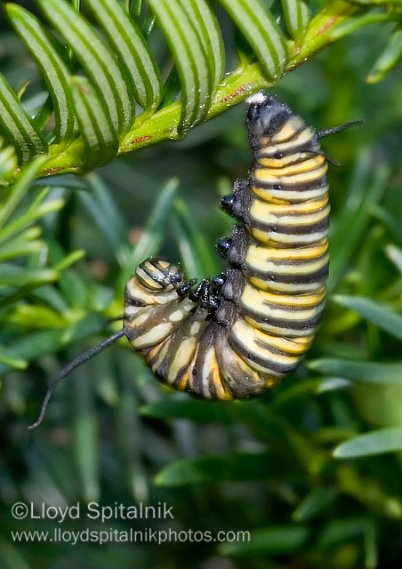 Monarch Caterpillar (larva)