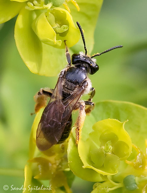 Nude Andrena (Mining Bee - female)