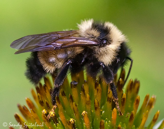 Lemon Cuckoo Bumble Bee (male)